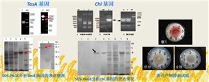 河南新仰韶生物科技有限公司