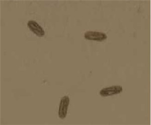 河南新仰韶生物科技有限公司