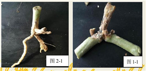 河南新仰韶生物科技有限公司