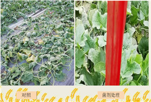 河南新仰韶生物科技有限公司